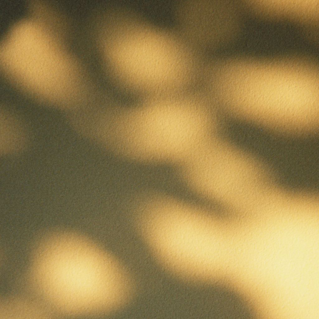 Foto detalle de una planta de aloe vera.