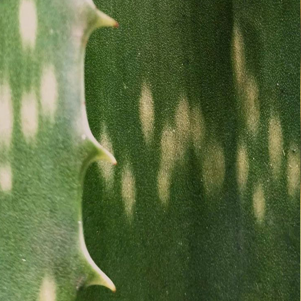 Foto de una duna y dos personas caminando por ella.